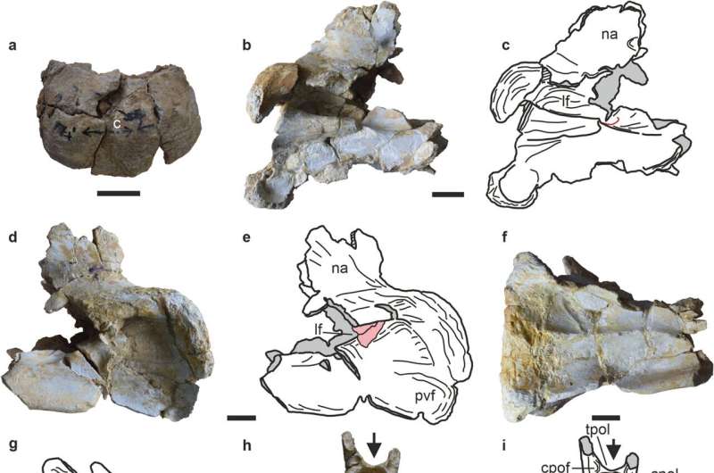 First ever remains of a dicraeosaurid sauropod unearthed in India